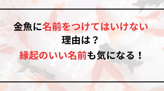 【金魚】名前をつけてはいけない理由とは？縁起のいい名前を徹底調査！